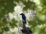 Endemic Santa Cruz Island Scrub Jay, California Photographic Print by Rich Reid
