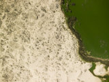 Green Brine Lake in Coastal Namibia Photographic Print by Michael Fay