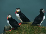 Iceland, Three Puffins on Rock Cliff Photographic Print by Brimberg & Coulson 