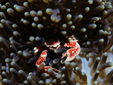 Anemone Crab Lurks Among the Tentacles of an Anemone Photographic Print by Tim Laman