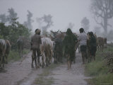 Bhil Tribals Herd Cattle in a Monsoon Rain near the Village of Walpur Stampa fotografica di James P. Blair Bhil Tribals Herd Cattle in a Monsoon Rain near the Village of Walpur Stampa fotografica di James P. Blair