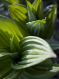 Close Up Shot of Indigenous Chinese Plants, Shennongjia, China Photographie par David Evans