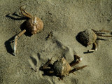 Crab Shells in the Sand on a Beach Photographic Print by Todd Gipstein