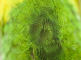 Detail of Rainbow Lorikeet Feathers, Singapore Photographic Print by Tim Laman