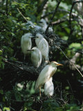 Cattle Egret with Juvenile Herons in Background Photographic Print by James P. Blair
