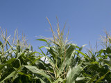 Cornfield near Burwell, Nebraska Photographie par Joel Sartore