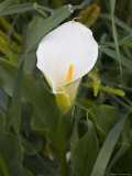 Calla Lilly Blossoms in the Andes of Venezuela Photographic Print by David Evans