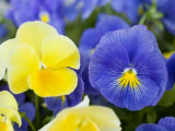 Close View of Pansies, Massachusetts Photographic Print by Tim Laman