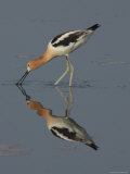 American Avocet is Foraging in Summer Plumage, Bombay Hook, Delaware Photographic Print by George Grall