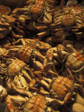 Crabs for Sale in the Old Market on Norrmalm in Stockholm, Sweden Photographic Print by Richard Nowitz