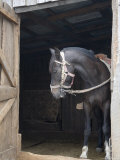 Bridled Horse Stands Doorway of Barn in Quemchi, Chile Photographie par David Evans