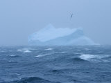 Black-Browed Albatross Flies over Iceberg in Gale Force Winds Photographic Print by Ralph Lee Hopkins