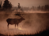 Bull Elk in the Morning in the Smoky Atmosphere of Yellowstone National Park Fires of 1988 Fotografie-Druck von Michael S. Quinton