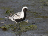 Black Bellied Plover Foraging for Mollusks Photographic Print by George Grall