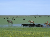 Argentine Gauchos Herd Cattle Through a Field Blooming with Spring Flowers Fotografisk trykk av James P. Blair Argentine Gauchos Herd Cattle Through a Field Blooming with Spring Flowers Fotografisk trykk av James P. Blair