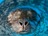 Harbor Seal at the Lincoln Children's Zoo, Nebraska Photographic Print by Joel Sartore