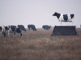 Cows Grazing in Field, Side View, Kansas Stampa fotografica di Brimberg & Coulson Cows Grazing in Field, Side View, Kansas Stampa fotografica di Brimberg & Coulson