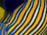 Detail of a Regal Angelfish, Bali, Indonesia Photographie par Tim Laman