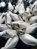 Denmark: Swans Gathered on a Lake in Copenhagen, Directly Above Photographic Print by Brimberg & Coulson 