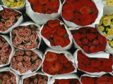 Close View of Bundles of Pink, Yellow, and Red Wrapped Roses Photographic Print by James L. Stanfield