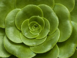 Close-Up of Green Leafy Flower Head, Groton, Connecticut Photographie par Todd Gipstein