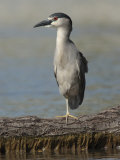 Black Crowned Night Heron Standing on One Leg, Baltimore, Maryland Photographic Print by George Grall