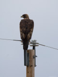 Golden Eagle Sits on Top of a Power Pole Photographic Print by Joel Sartore