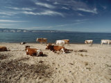 Cattle Rest on a Beach 写真プリント - ビル・ビル・カートシンガー
