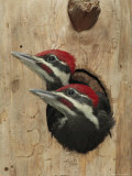 Baby Pileated Woodpeckers Peer from the Tree Hole Nest Photographie par George Grall