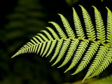 Detail of Asian Rain Forest Ferns, Singapore Photographic Print by Tim Laman