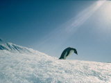 Adelie Penguin 写真プリント - ビル・ビル・カートシンガー