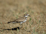 Killdeer in Eastern Montana Photographie par Joel Sartore