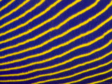 Detail of an Emperor Angelfish, Bali, Indonesia Photographie par Tim Laman