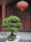 Bonsai Tree and Red Lantern and Buddhist Temple in Jingzhou, China Photographie par David Evans