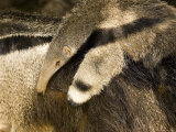 Giant Anteater Carrying Baby on Back Photographic Print by Tim Laman