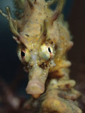 Close View of a Sea Horse's Head, Australia Photographic Print by George Grall