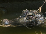 Dwarf Crocodile at the Lincoln Children's Zoo, Nebraska Lámina fotográfica por Joel Sartore