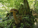 Close View of Mushrooms Growing on a Tree Stump Photographic Print by James P. Blair