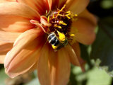 Close-Up of a Bee on an Orange Flower, Groton, Connecticut Photographic Print by Todd Gipstein