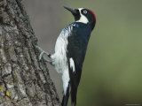 Acorn Woodpecker Pauses Photographie par George Grall
