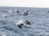 Common Dolphin Pod Swimming, California Photographic Print by Rich Reid