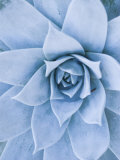 Close-Up of Blue Green Echeveria Succulent Plant, California Fotografie-Druck von James Forte