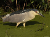 Black Crowned Night Heron Searching in a Bog for Prey, Bombay Hook, Delaware Photographic Print by George Grall