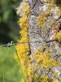 Barbed Wire Cuts into Lichen Covered Tree Trunk Photographic Print by David Evans