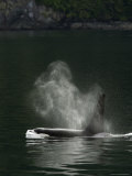 Blow of a Killer Whale as It Surfaces Photographic Print by Ralph Lee Hopkins