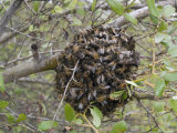 Bee Swarm on the Ventura River-Rancho el Nido Preserve, California Photographic Print by Rich Reid