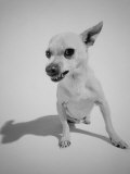 Chihuahua Dog Snarling Photographie par Peter Krogh