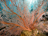 Image of a Large Sea Fan, Also Called Gorgonia Coral, Bali, Indonesia Photographie par Tim Laman