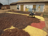 Awoman Bends to Spread Brown Cacao Beans on a Red-And- Yellow Tarp to Dry in the Sun Photographic Print by James L. Stanfield