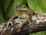 Barking Treefrog Poses for the Camera Photographic Print by George Grall